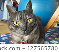 Cat  127565780