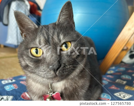 Cat  127565780