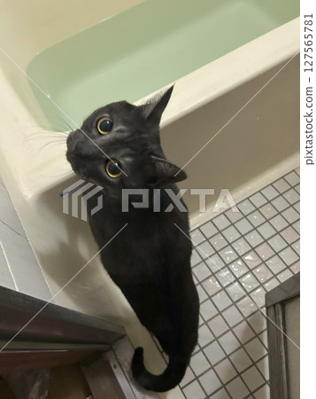 Cat and bathroom 127565781