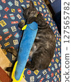 Cat and a stuffed animal 127565782