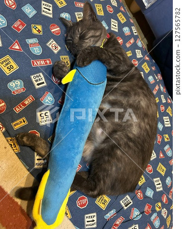 Cat and a stuffed animal 127565782