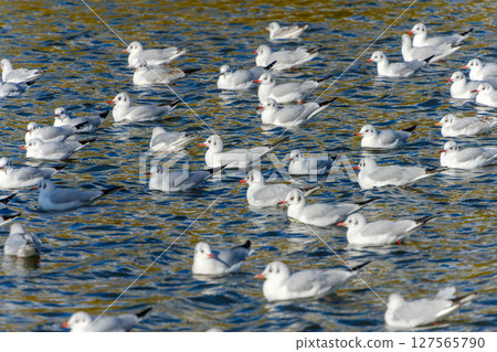 A flock of black-headed gulls floating on the water 127565790