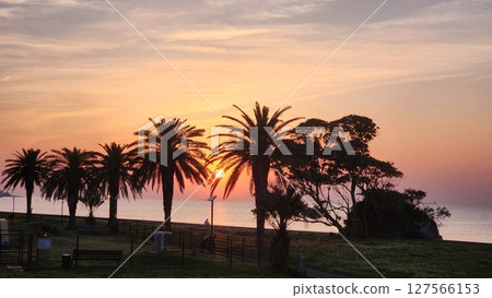 Coast with palm trees 127566153