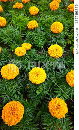 Orange marigold Orange marigold 127566276