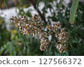 白色Aseb花 127566372
