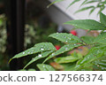 雨淋濕了 127566374