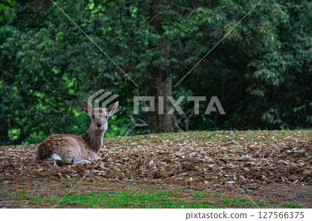 公園裡休息的鹿 公園裡休息的鹿 127566375