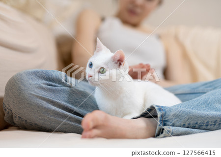 一隻白貓和它的主人在家休息 127566415