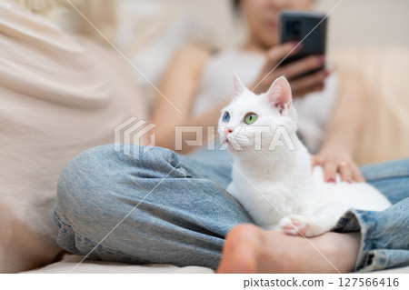 A woman relaxing at home with a white cat and looking at her smartphone 127566416