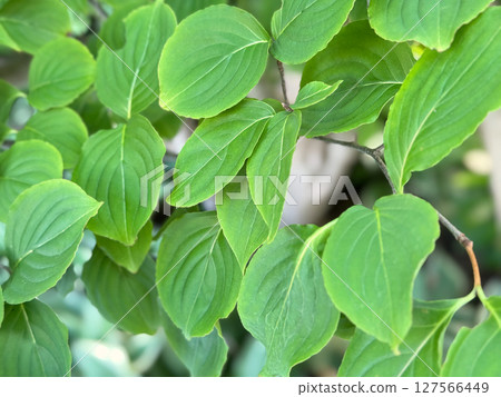 Yamabashi leaves Yamabashi leaves 127566449