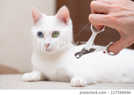 Owner's hands about to cut cat's claws Owner's hands about to cut cat's claws 127566696