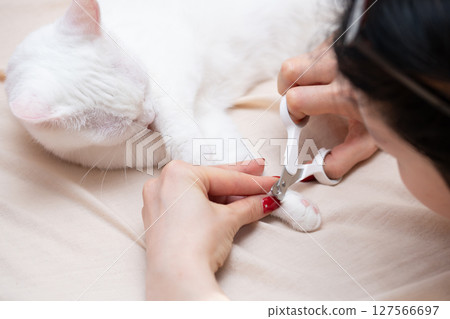主人的手正要剪貓的爪子 127566697