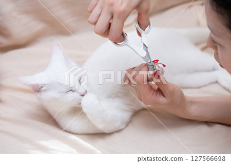 主人的手正要剪貓的爪子 127566698