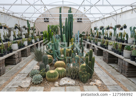 beautiful cactus in variety species for sale in greenhouse farm 127566992