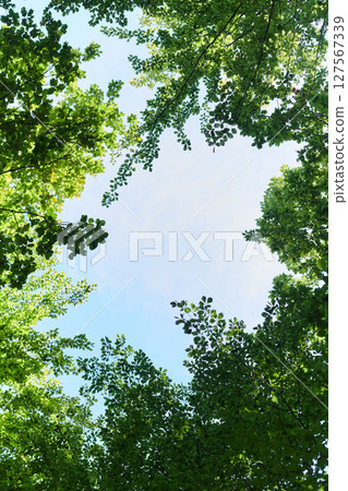 The captivating photograph captures a breathtaking panorama of lush, verdant forest areas, showcasing the serene beauty and natural richness of the picturesque green landscape 127567339