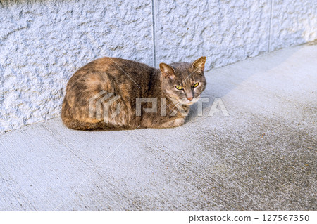 Stray cat resting on concrete Stray cat resting on concrete 127567350