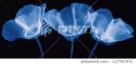 Delicate flower petals show intricate veins and fragile beauty through X-ray visualization. 127567451