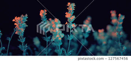 Lavender sprig shows intricate details of tiny flowers and their delicate structure through X-ray. Lavender sprig shows intricate details of tiny flowers and their delicate structure through X-ray. 127567456