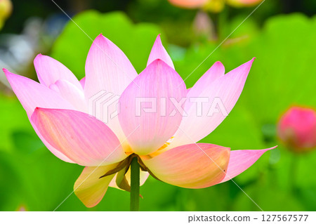 星池的美麗蓮花 星池的美麗蓮花 127567577