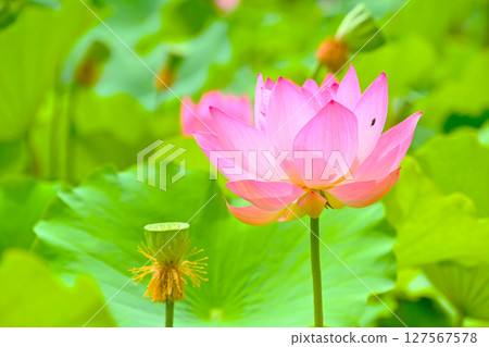 星池的美麗蓮花 星池的美麗蓮花 127567578