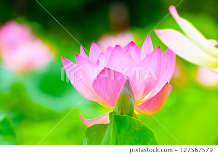 星池的美麗蓮花 星池的美麗蓮花 127567579