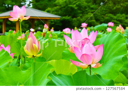 Beautiful lotus flowers at Hoshinaike Pond Beautiful lotus flowers at Hoshinaike Pond 127567584