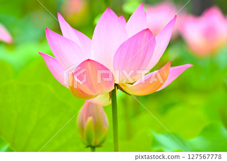 Beautiful lotus flowers at Hoshinaike Pond 127567778