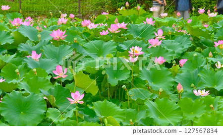 星池的美麗蓮花 127567834