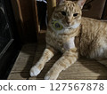 Brown tabby cat with Airtag on collar A dignified cat with Airtag on collar 127567878