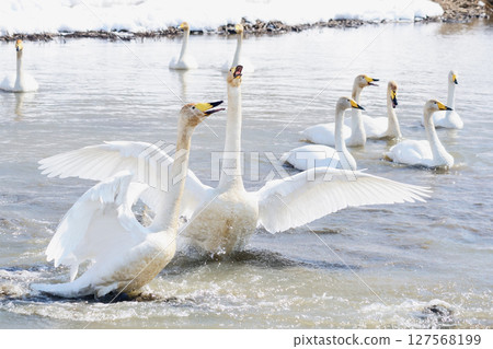 A flock of swans singing together in spring in Hokkaido 127568199