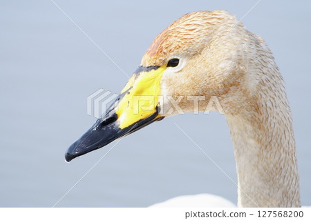 Swans visiting Hokkaido in spring dyed with the pigments of aquatic plants 127568200
