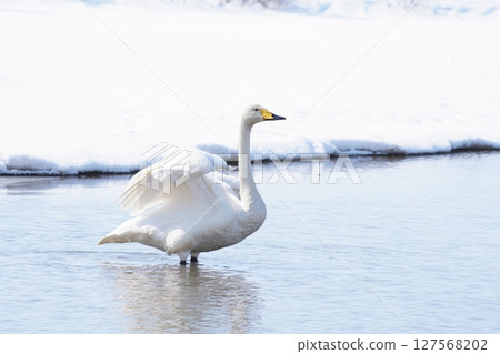 Swans that visit Hokkaido in spring, flapping their wings 127568202