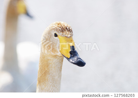 春天來到北海道的天鵝被水生植物的色素染色 127568203
