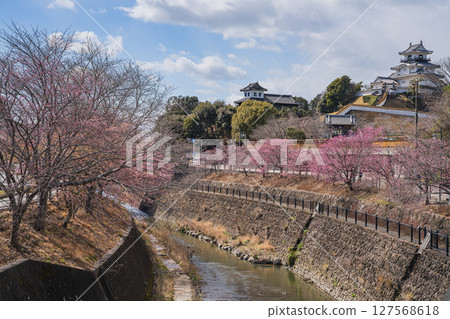 Scenery of the Kakegawa cherry blossoms around Kakegawa Castle in Kakegawa City (Shizuoka Prefecture) Scenery of the Kakegawa cherry blossoms around Kakegawa Castle in Kakegawa City (Shizuoka Prefecture) 127568618