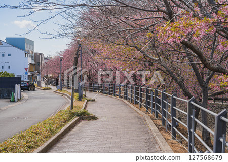 Scenery of the Kakegawa cherry blossoms around Kakegawa Castle in Kakegawa City (Shizuoka Prefecture) Scenery of the Kakegawa cherry blossoms around Kakegawa Castle in Kakegawa City (Shizuoka Prefecture) 127568679