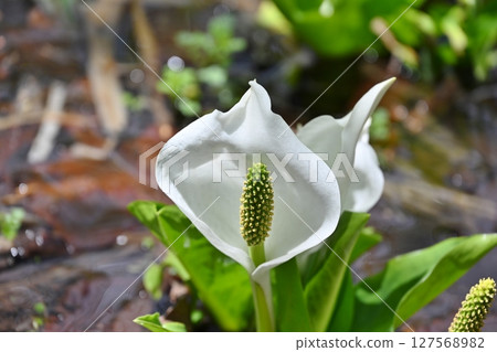 尾瀨臭菘，群馬縣 127568982