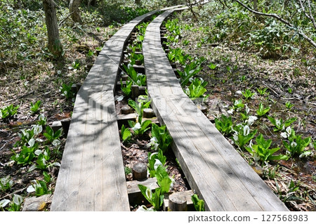 Boardwalk and skunk cabbage in Oze, Gunma 127568983