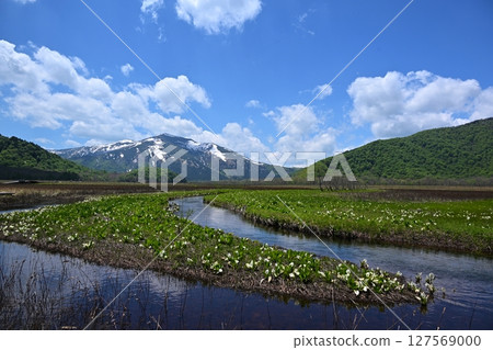 群馬縣下野大濠產的涉佛山和臭菘菜 127569000