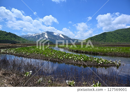 群馬縣下野大濠產的涉佛山和臭菘菜 群馬縣下野大濠產的涉佛山和臭菘菜 127569001