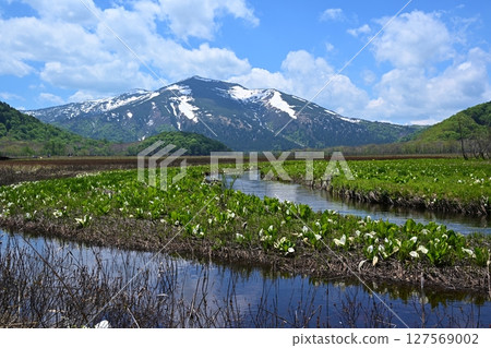 Mount Shibutsu and skunk cabbage from Shimono-Ohori, Gunma Mount Shibutsu and skunk cabbage from Shimono-Ohori, Gunma 127569002