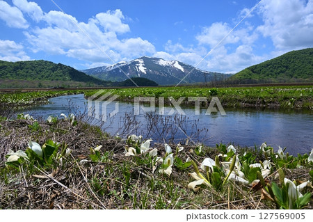 群馬縣下野大濠產的涉佛山和臭菘菜 127569005
