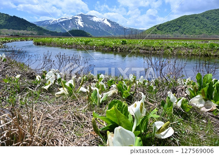 Mount Shibutsu and skunk cabbage from Shimono-Ohori, Gunma 127569006