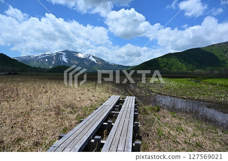 群馬縣下野大濠產的涉佛山和臭菘菜 127569021