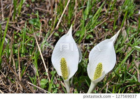 Oze's skunk cabbage, Gunma 127569037