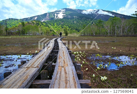 Oze's skunk cabbage and Mount Shibutsu, Gunma Oze's skunk cabbage and Mount Shibutsu, Gunma 127569041