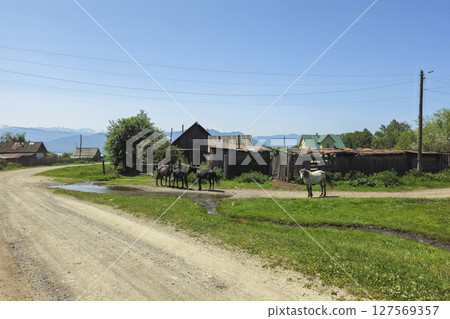 dusty rural road. Horses graze at the farm 127569357