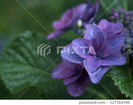 Blue hydrangea blooming in rainy June 127569399