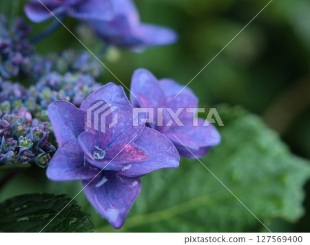 Blue hydrangea blooming in rainy June 127569400