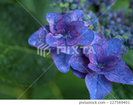 Blue hydrangea blooming in rainy June 127569401