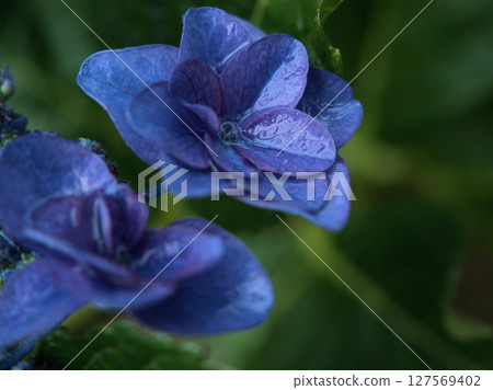 Blue hydrangea blooming in rainy June 127569402